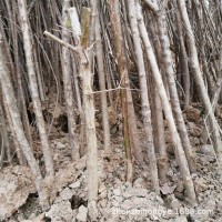 廠家批發流蘇樹苗嫁接桂花砧木油根子樹苗四月雪茶葉樹糯米花樹